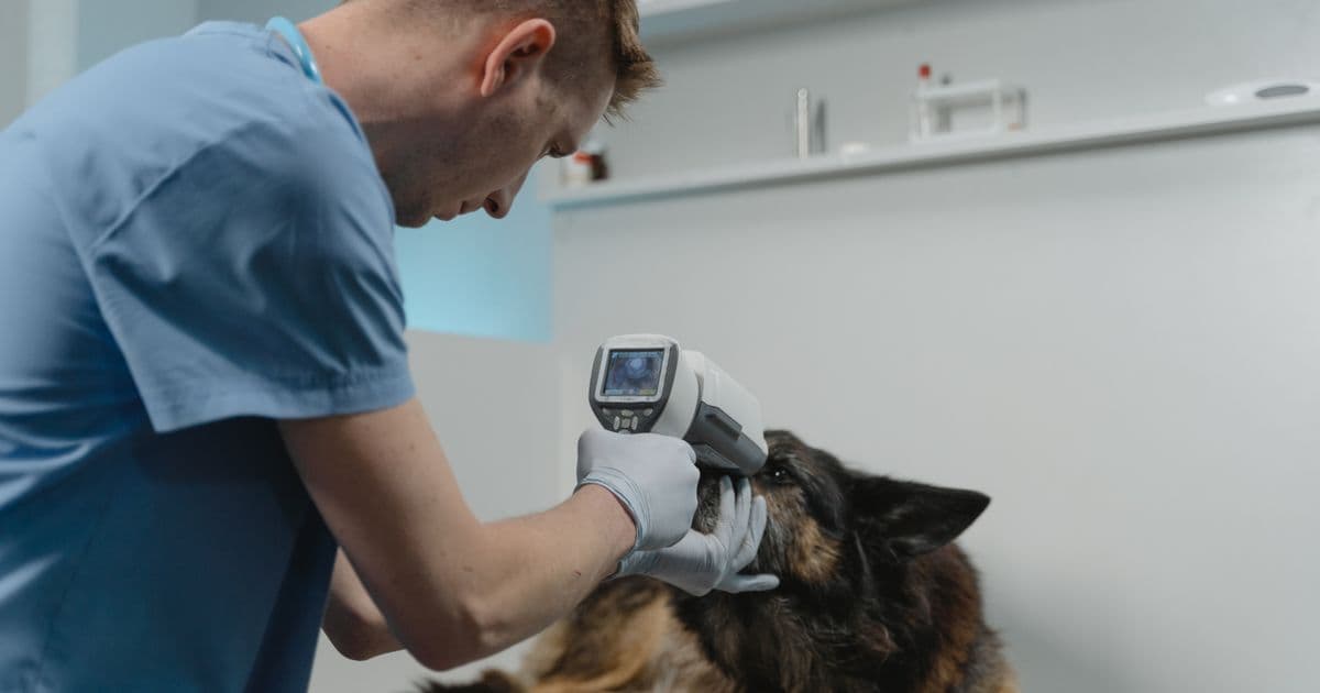 Cómo conseguir más clientes siendo veterinario en 2026: estrategias que funcionan